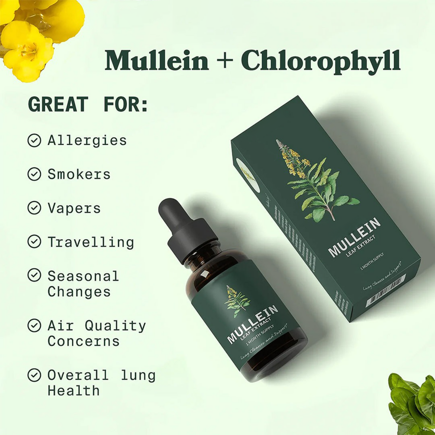 Extracto de hoja de gordolobo